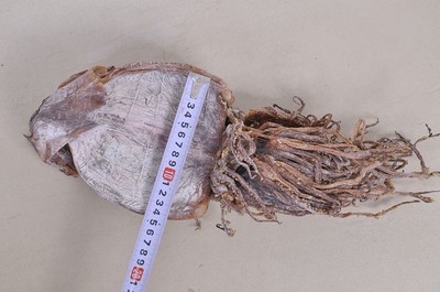 湘潭周記南雜批發部 優質朝鮮魷魚干，海鮮特產優選